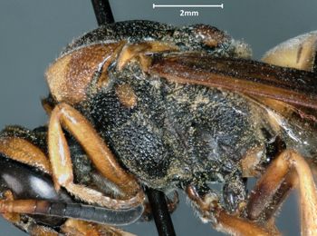 Media type: image;   Entomology 29748 Aspect: thorax lateral